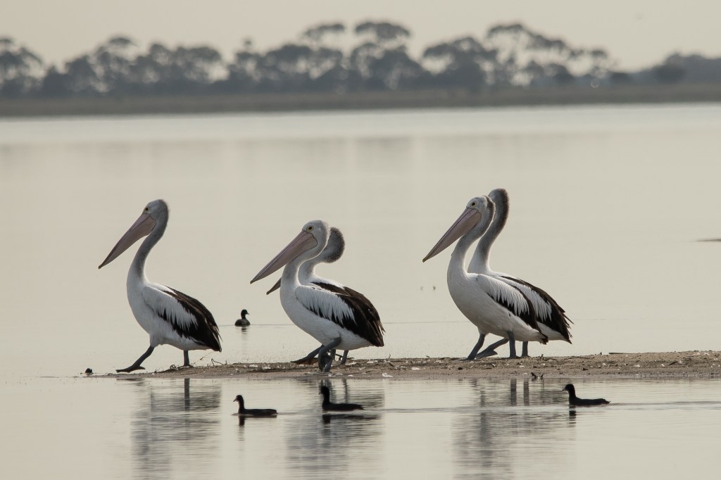 Australian Pelican
