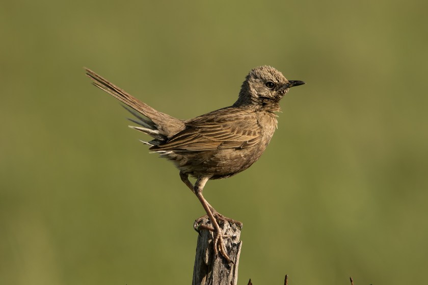 Brown Songlark (42)