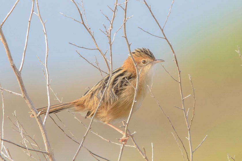 Golden-headed Cisticola (32)