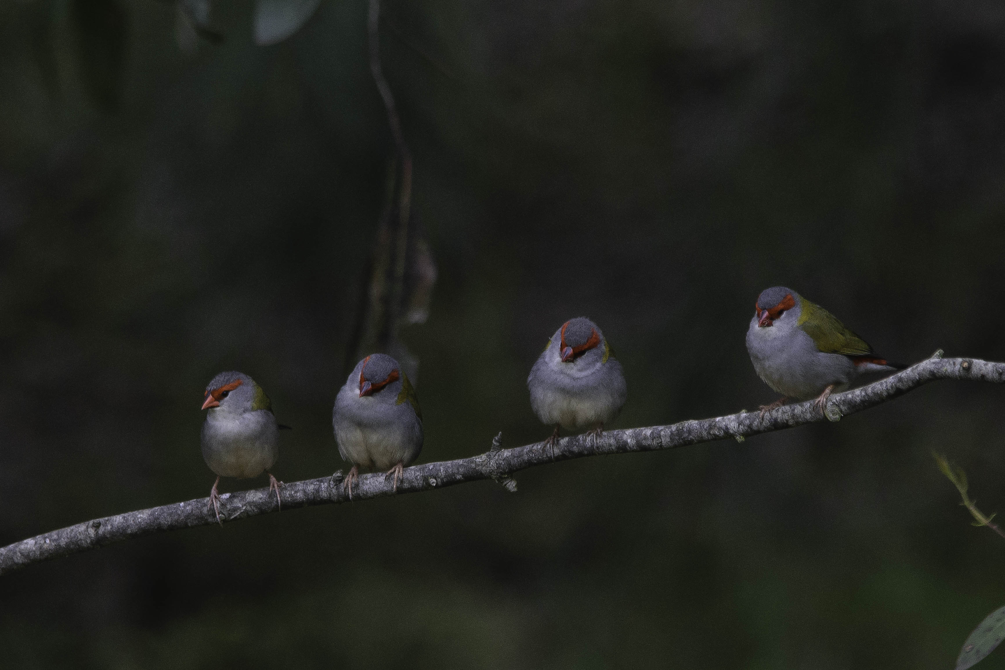 Red-browed Firetail