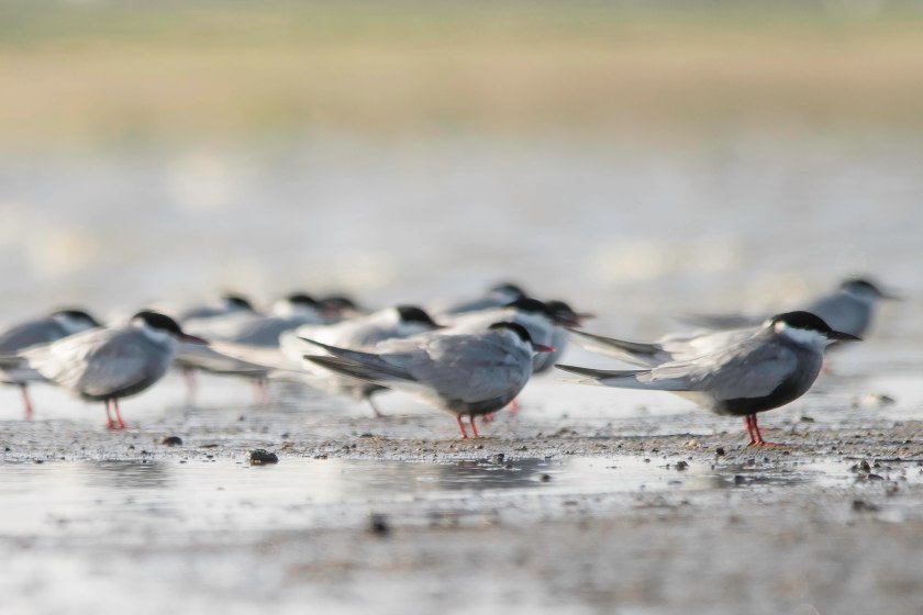 Whiskered Tern (43)