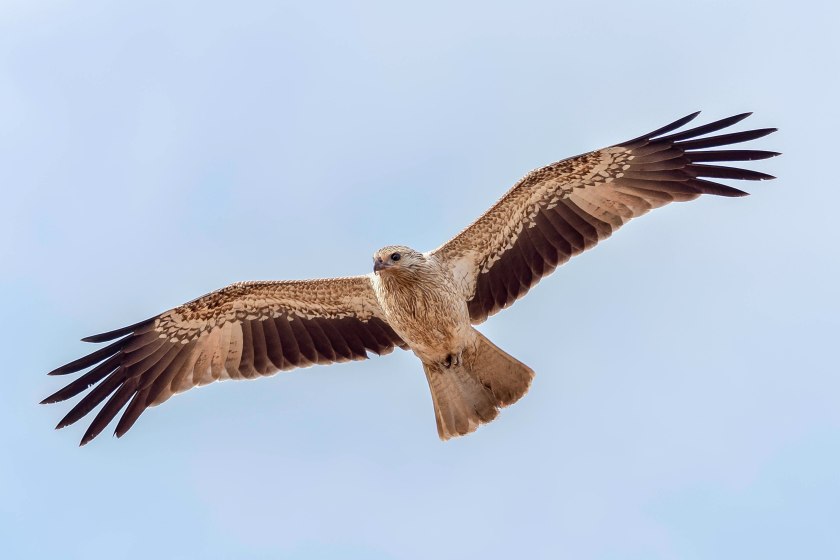 Whistling Kite (30)