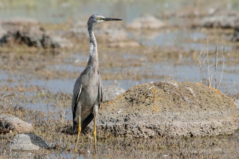 White-faced Heron (29)