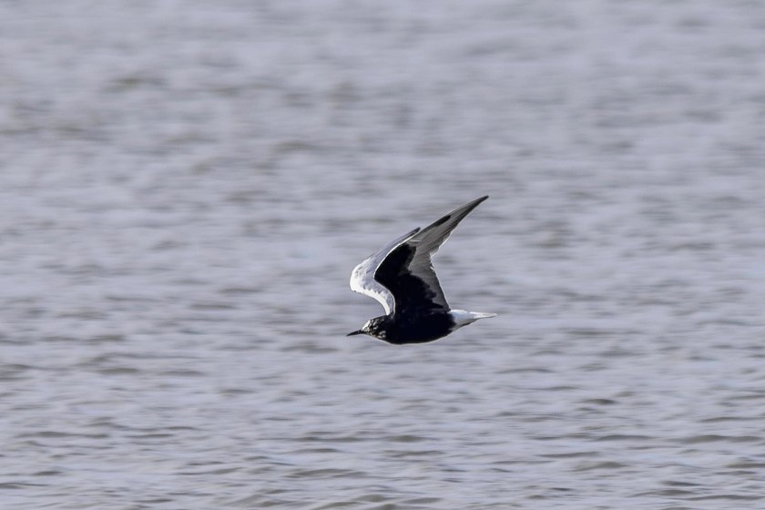 White-winged Black Tern (34)