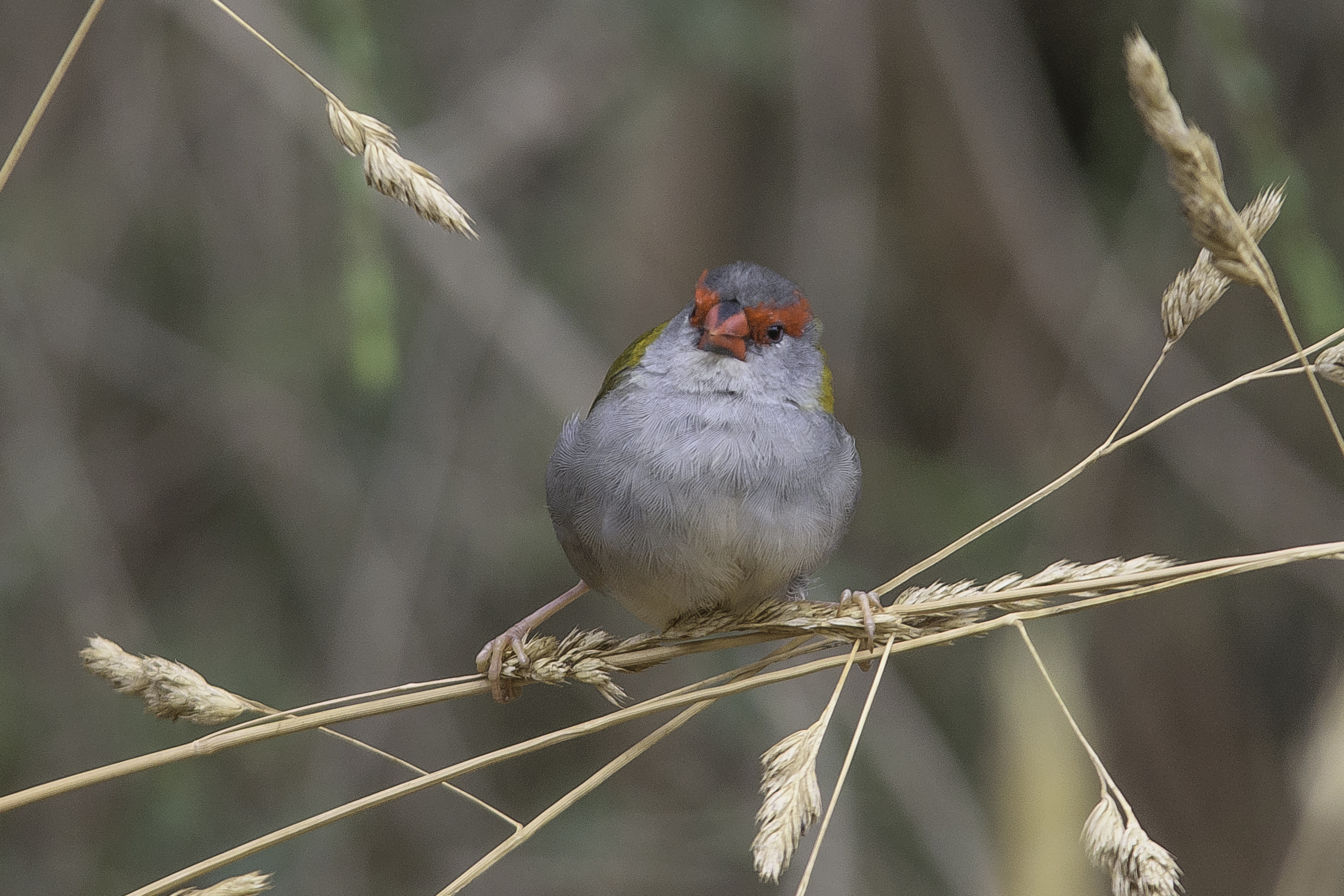 Red-browed Firetail