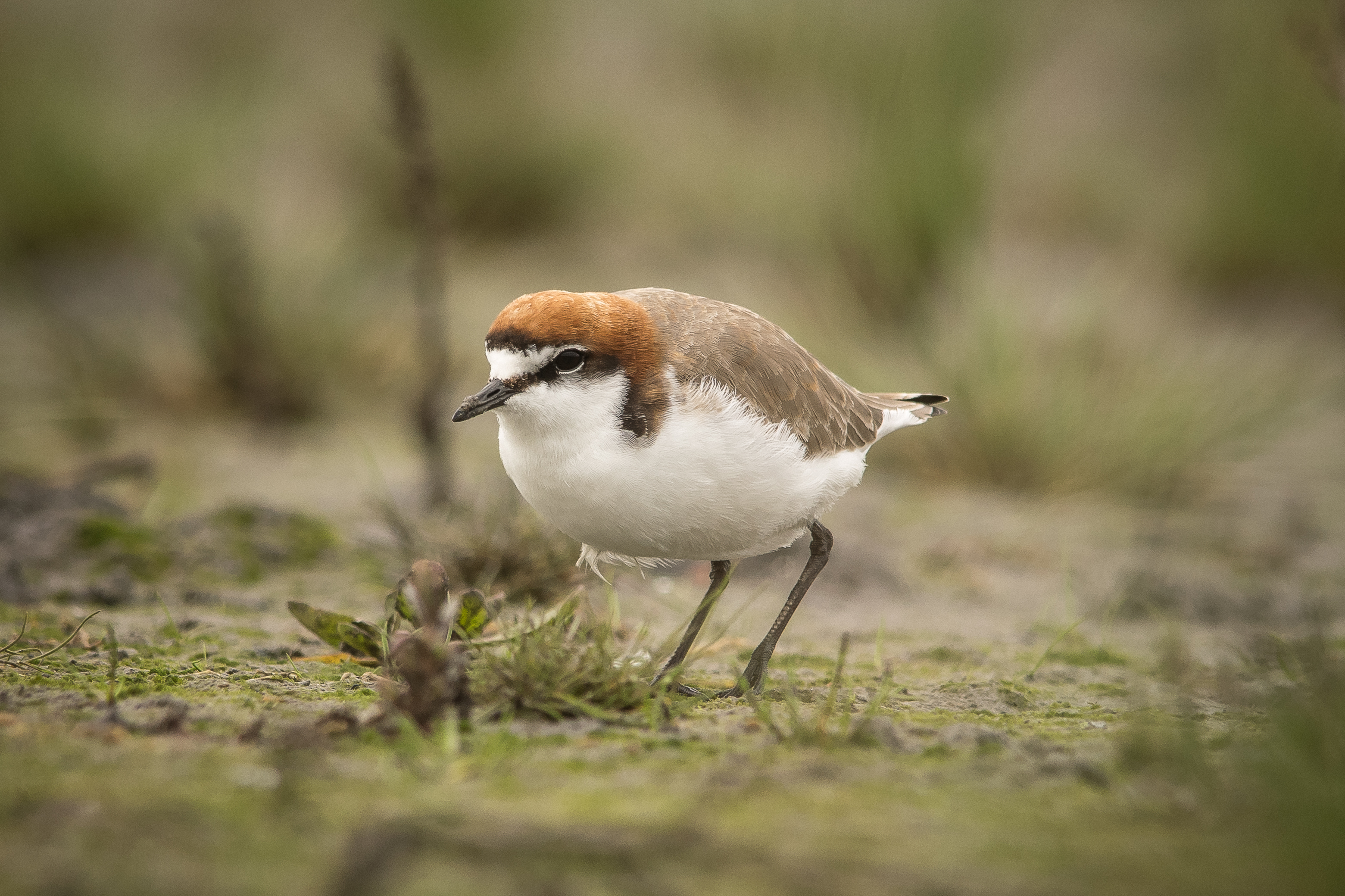 Red-capped Plover