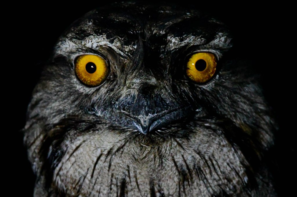 Tawny Frogmouth