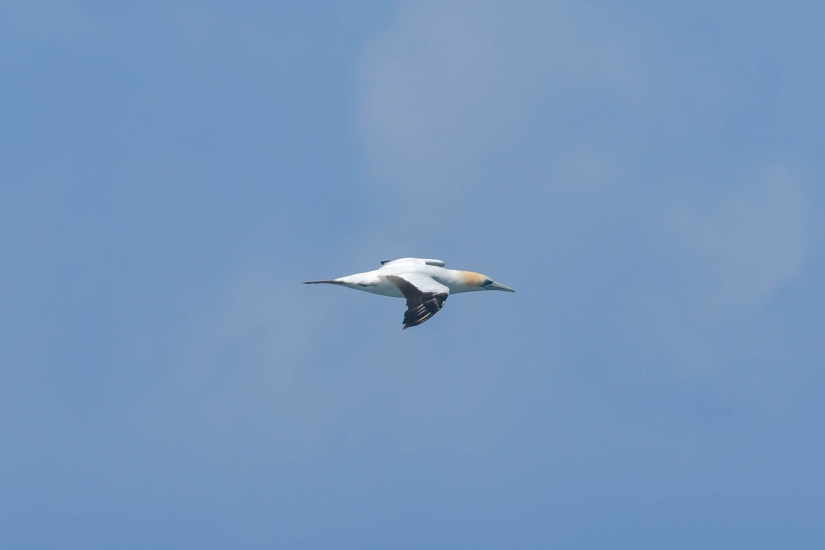 Australasian Gannet