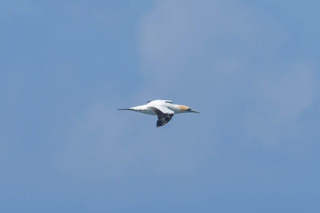 Australasian Gannet