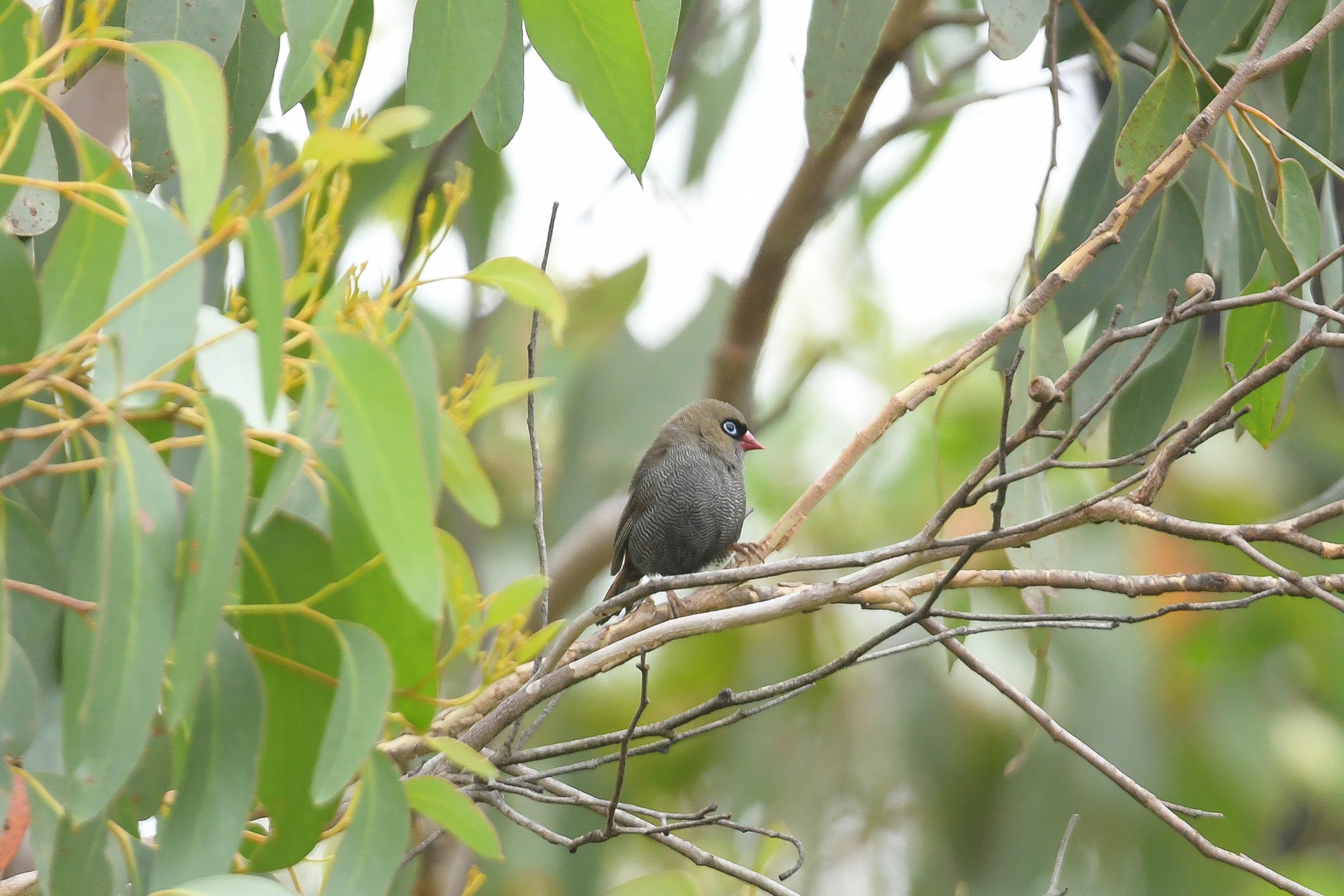 Beautiful Firetail