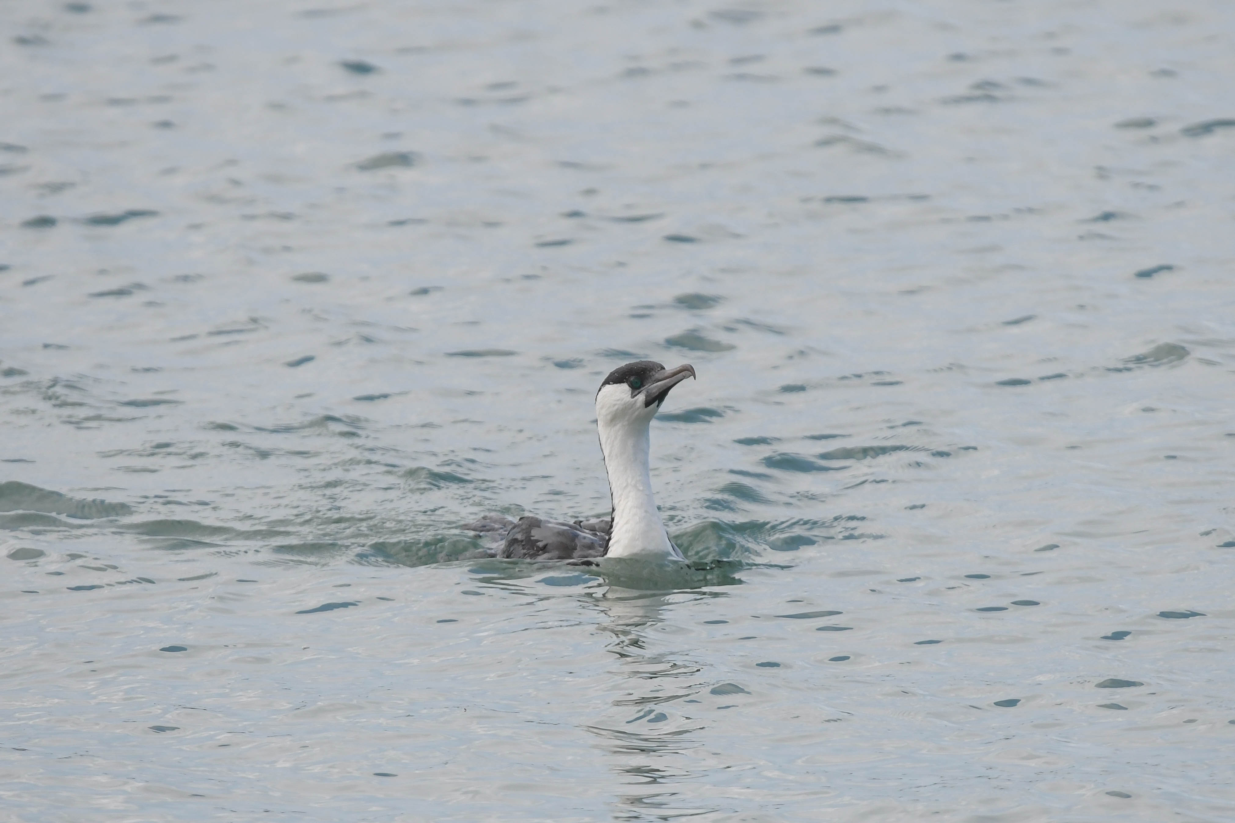 Black-faced Cormorant