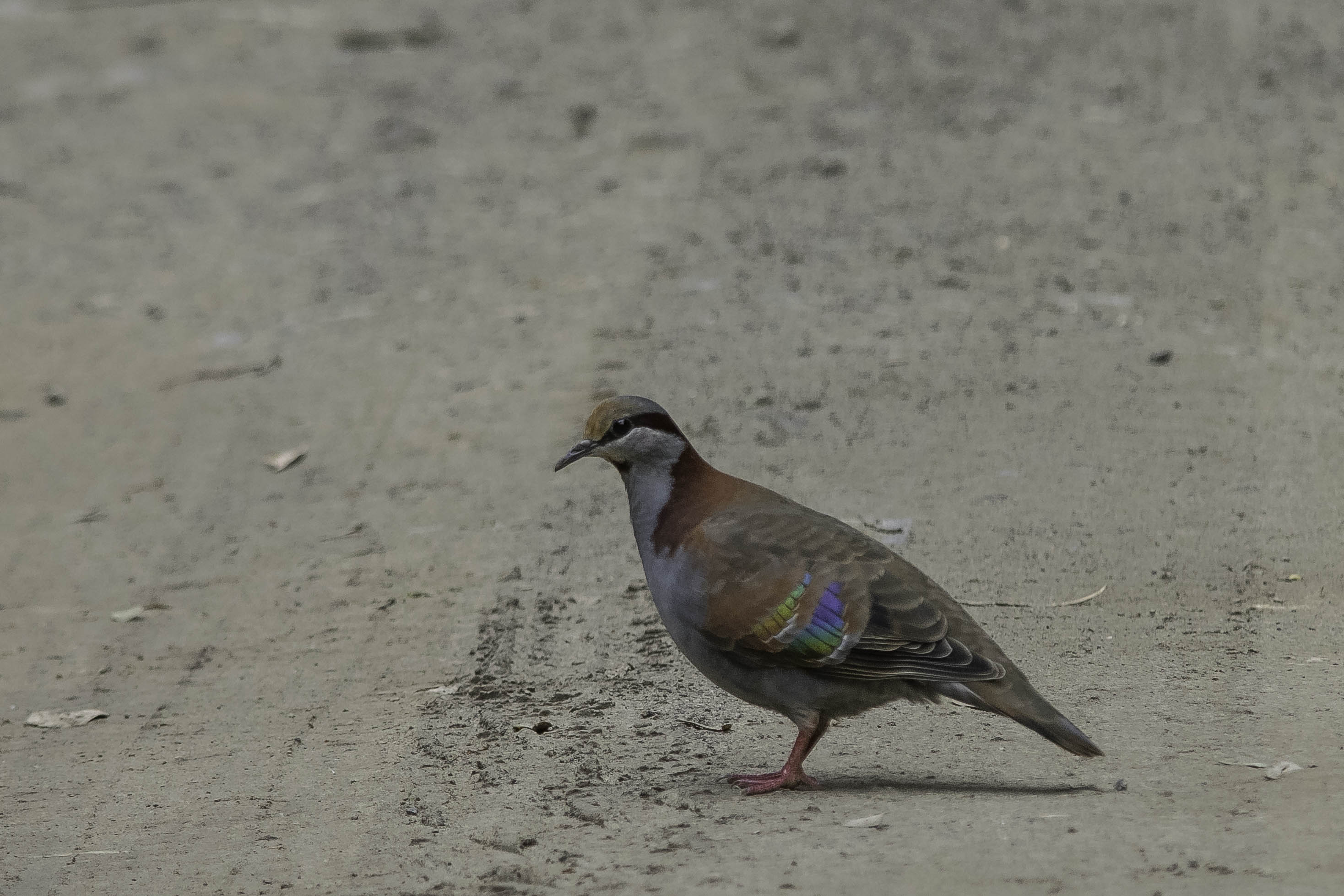 Brush Bronzewing