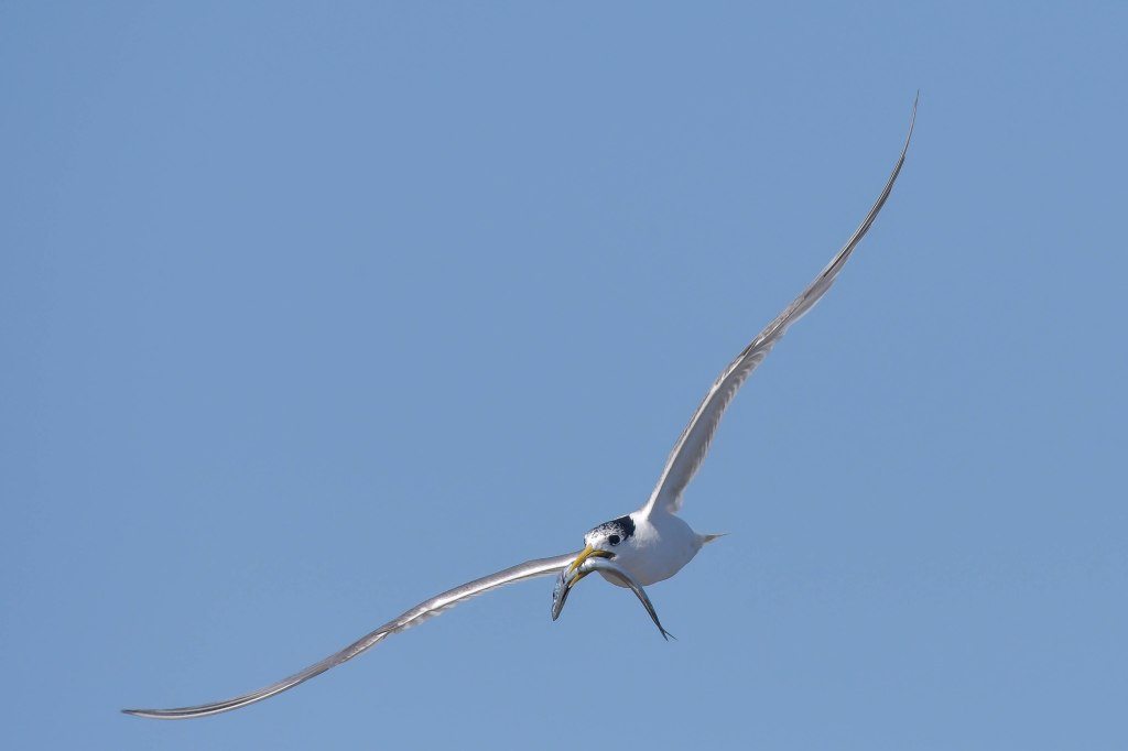 Crested Tern