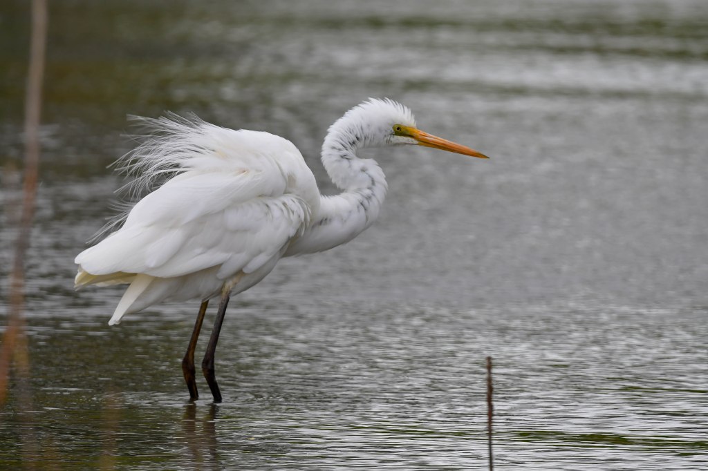 Great Egret