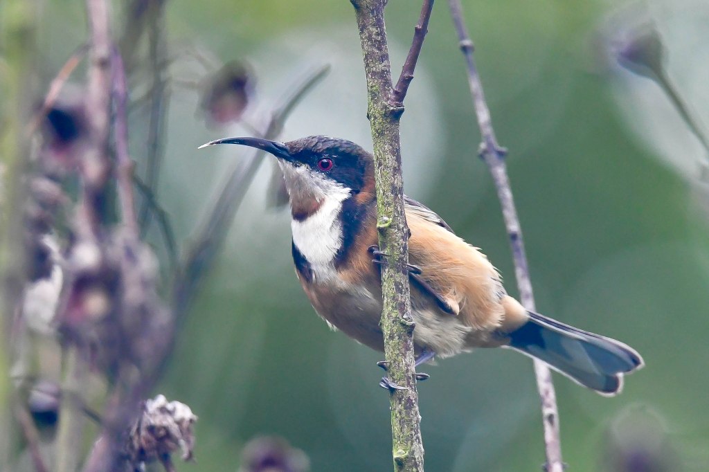 Eastern Spinebill