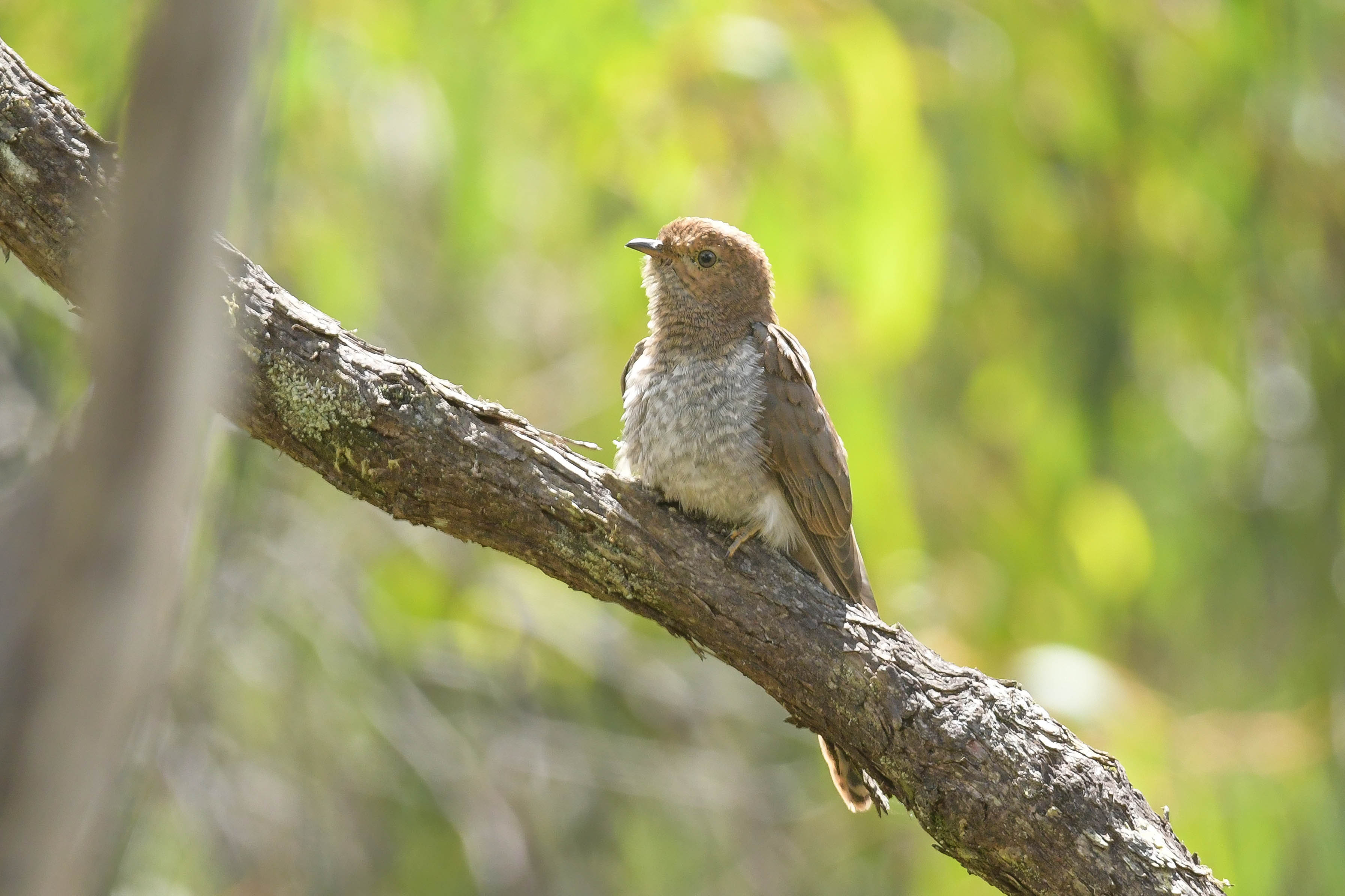 Fan-tailed Cuckoo