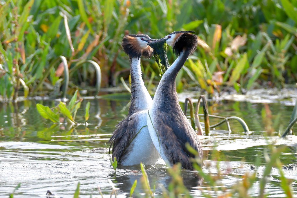 Great Crested Grebe