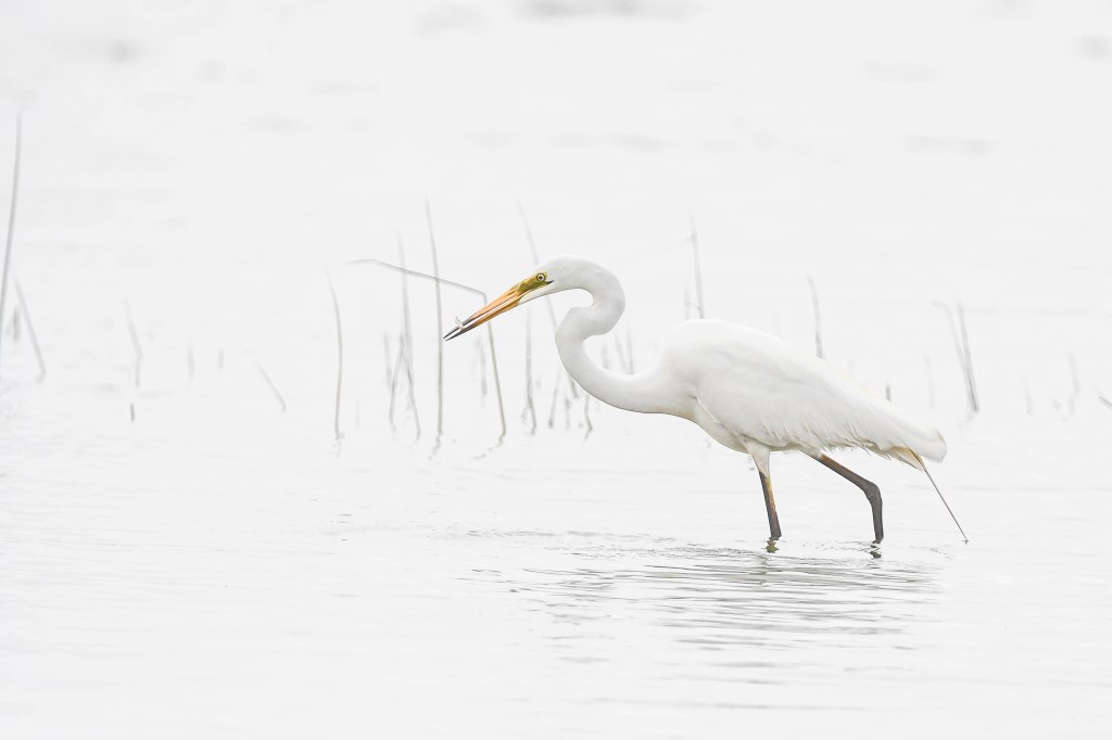 Great Egret