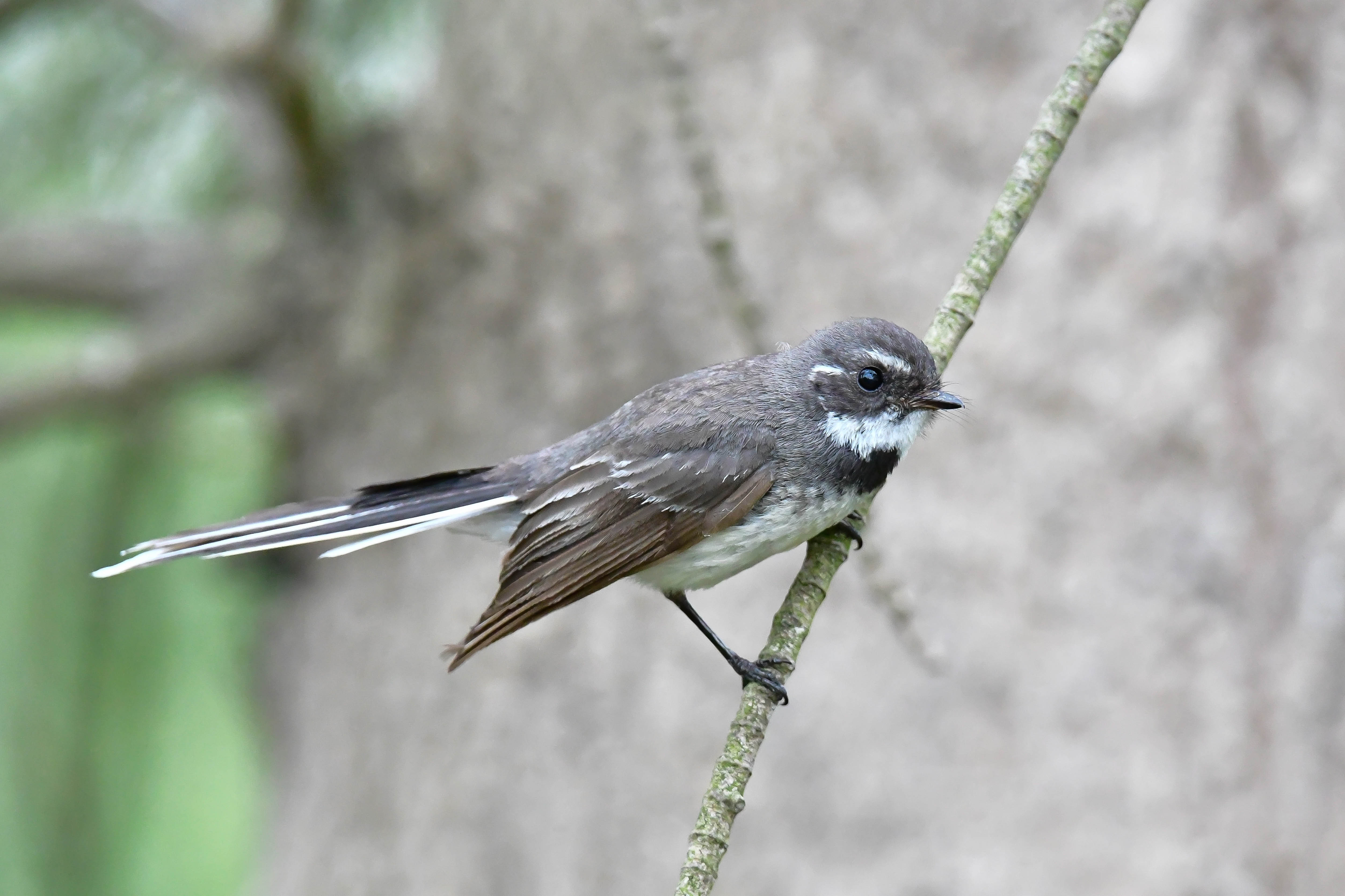 Grey Fantail