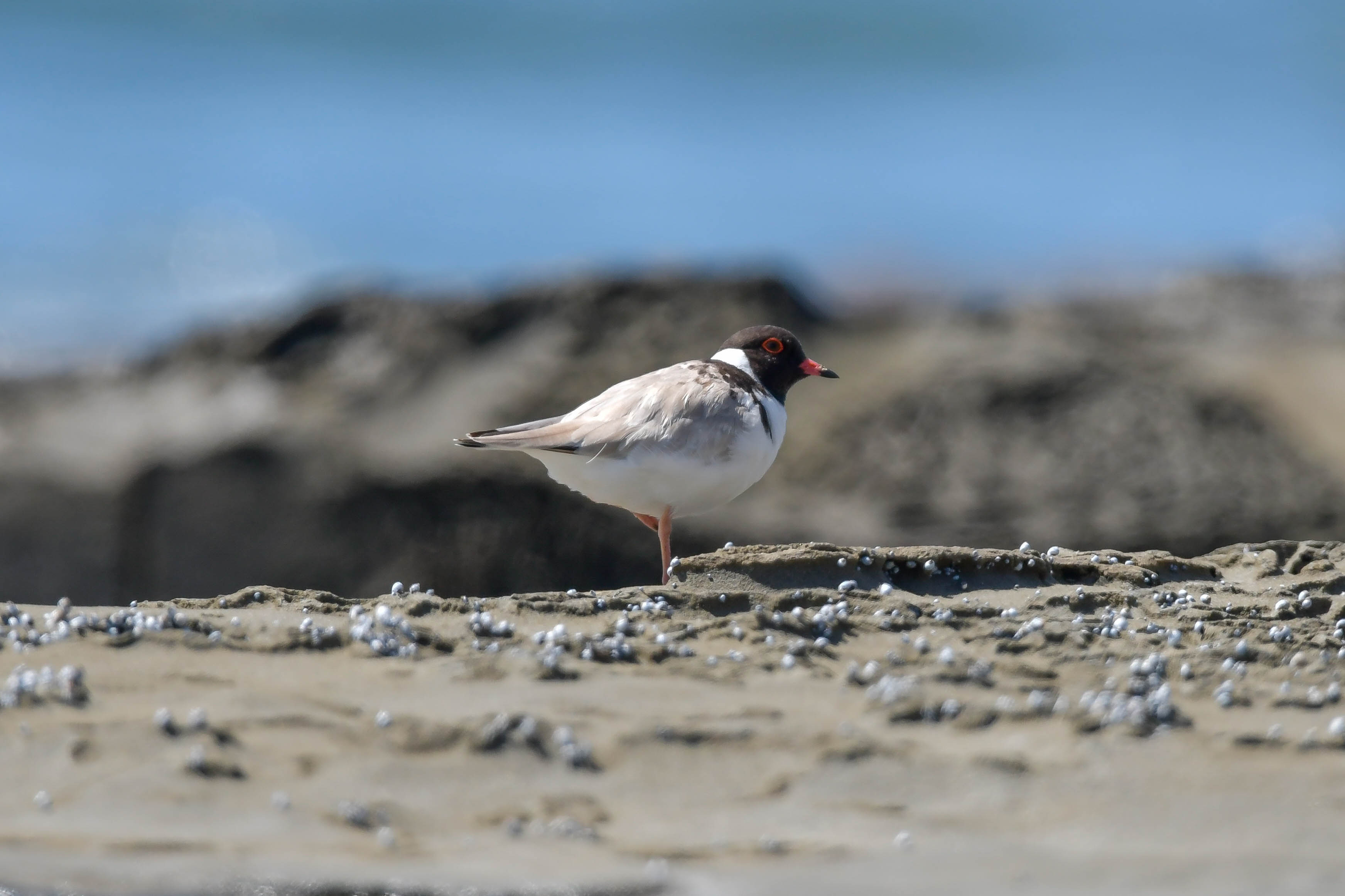 Hooded Plover
