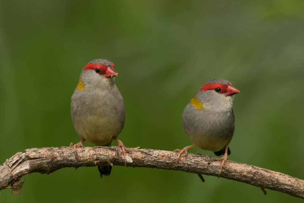 Red-browed Firetail