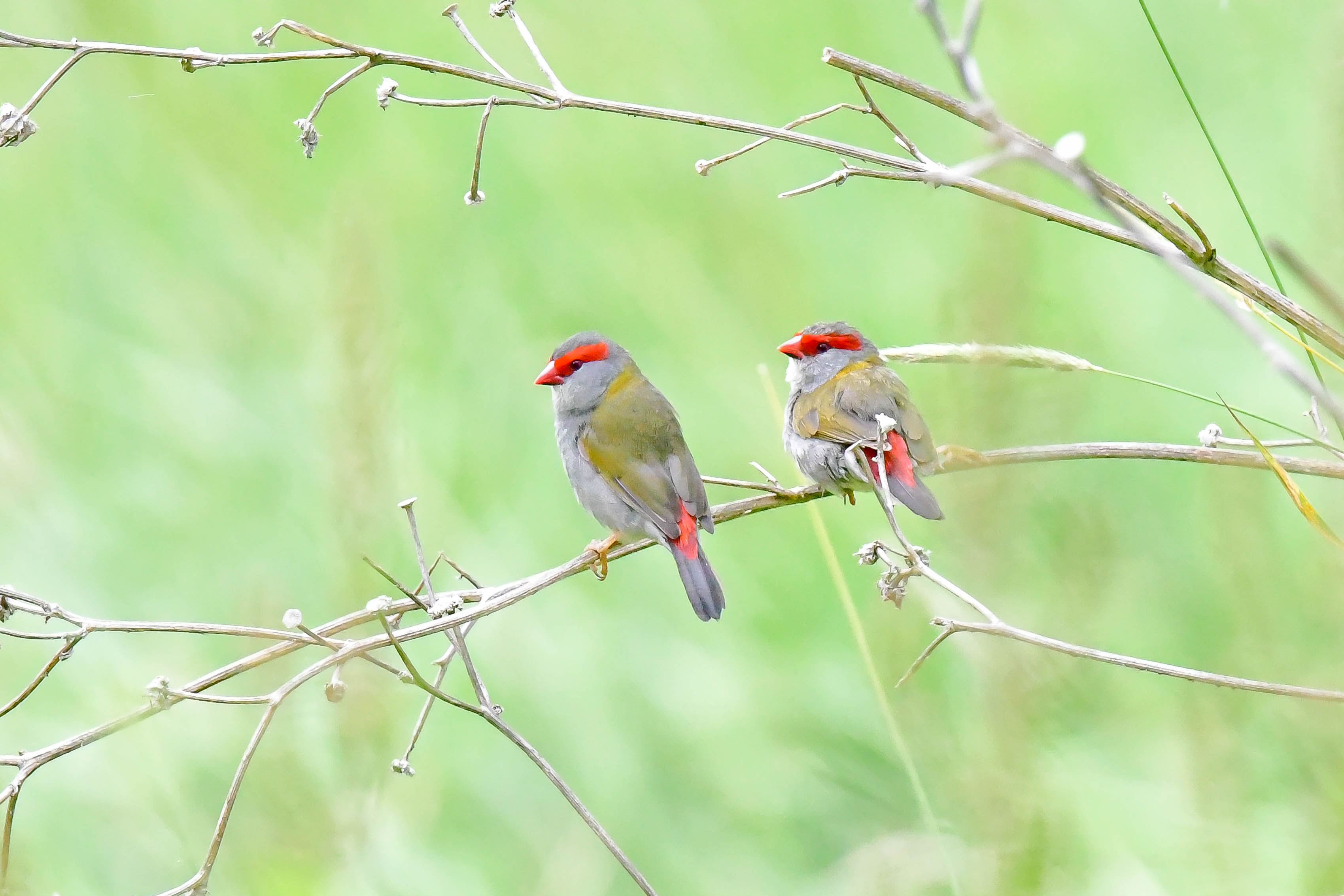 Red-browed Firetail