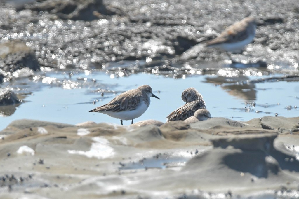 Red-necked Stint
