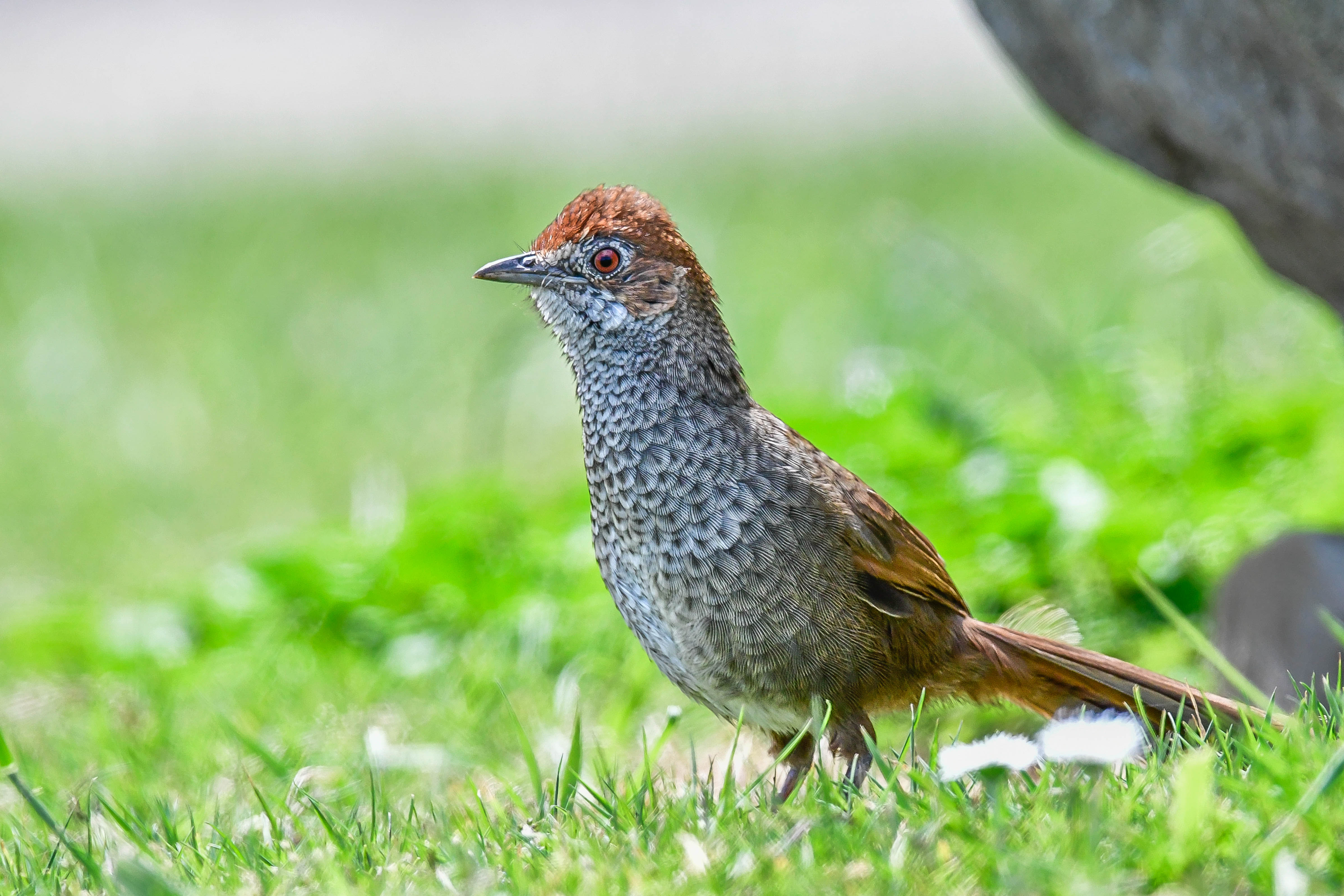 Rufous Bristlebird