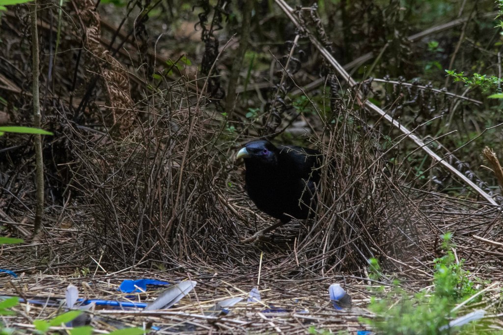 Satin Bowerbird