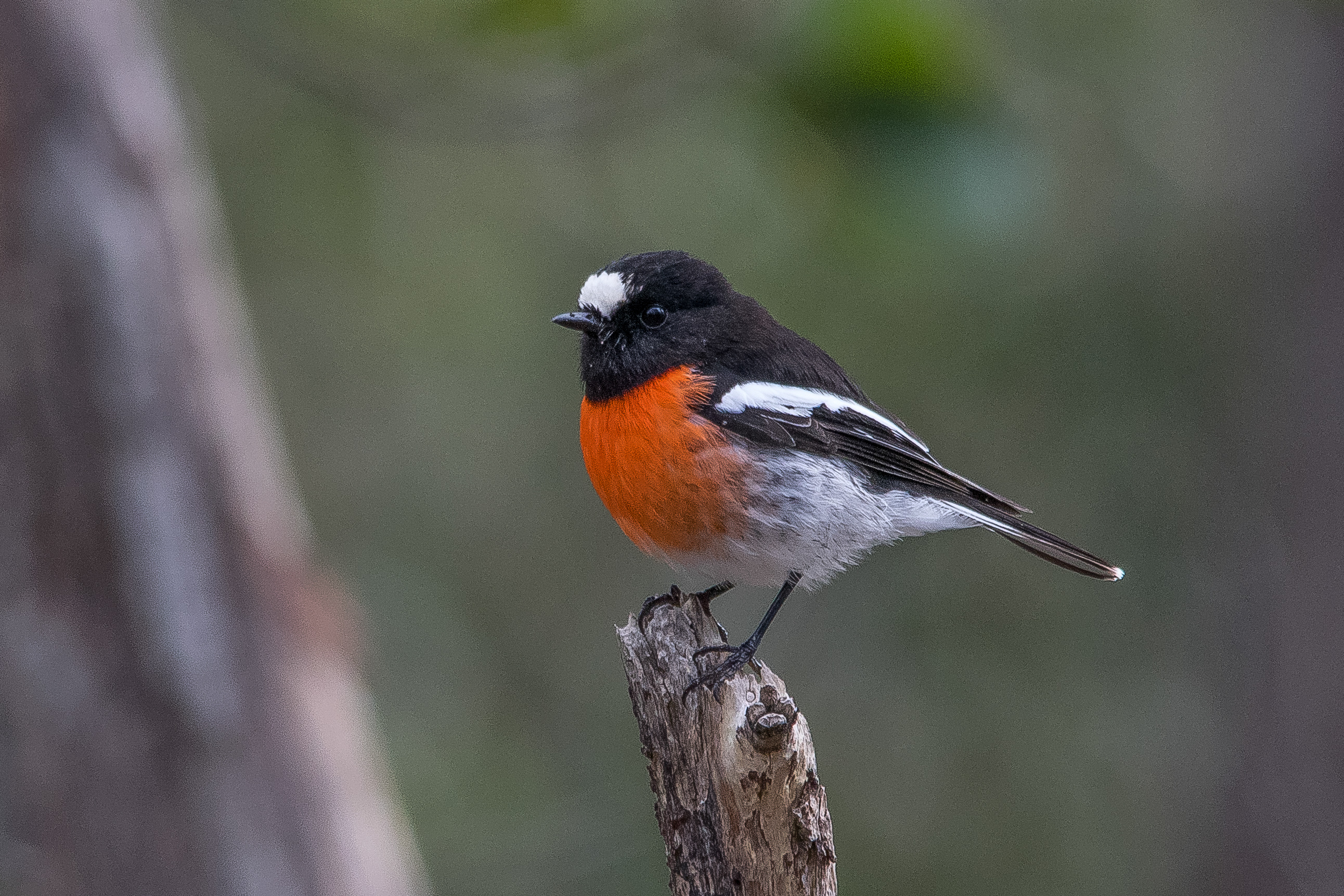 Scarlet Robin