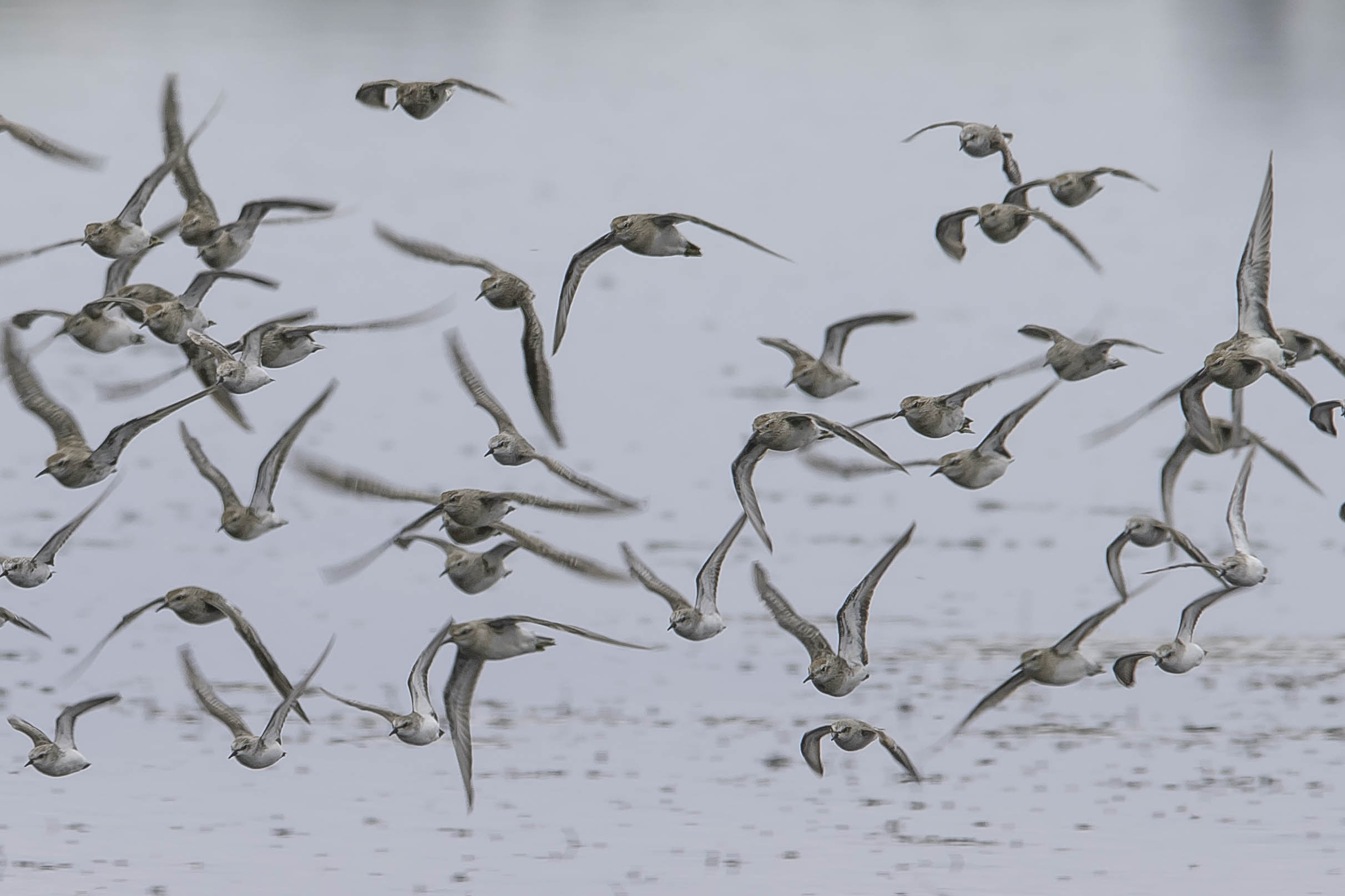 Sharp-tailed Sandpiper