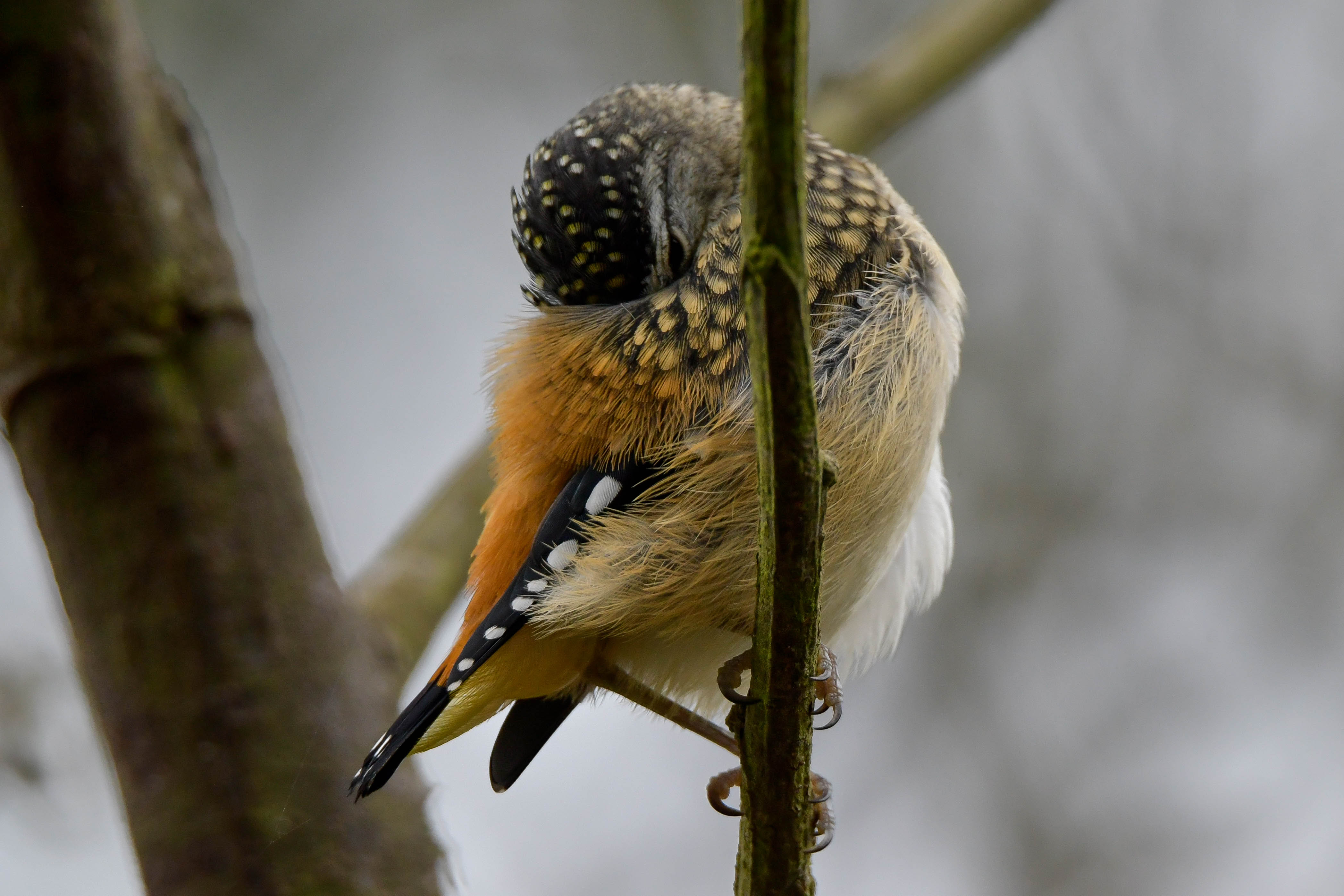 Spotted Pardalote