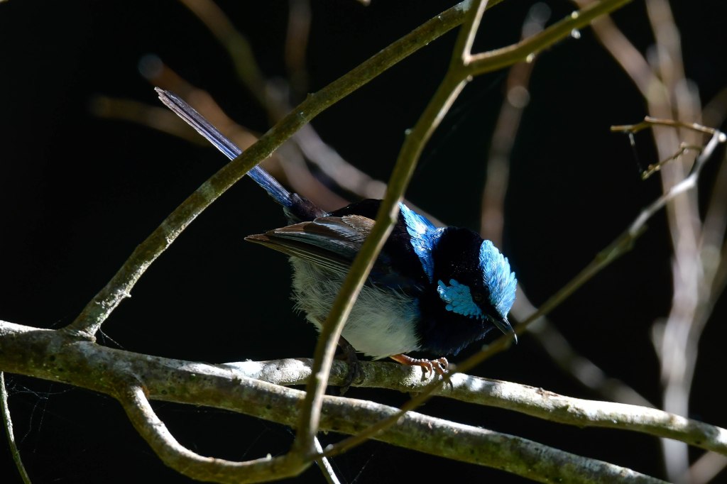 Superb Fairywren
