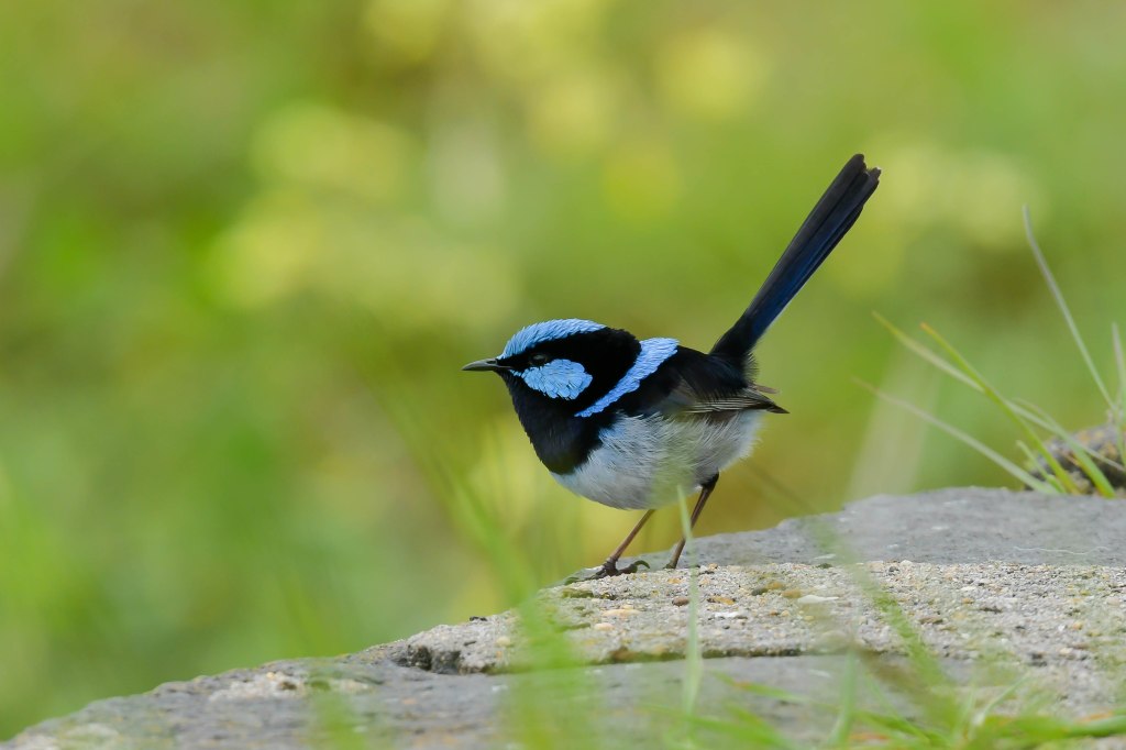 Superb Fairywren