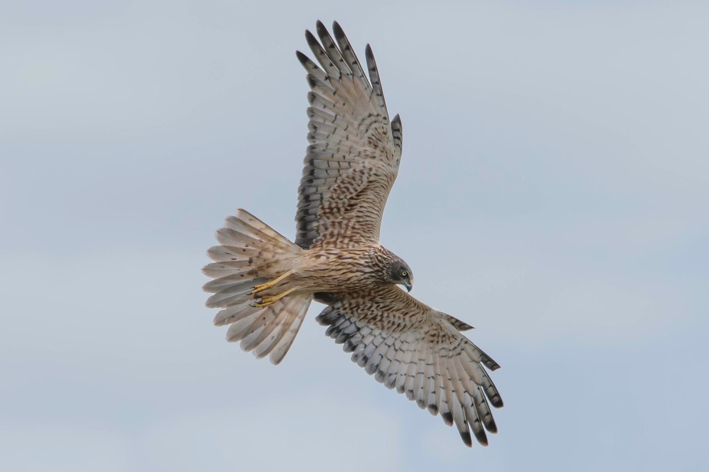 Swamp Harrier