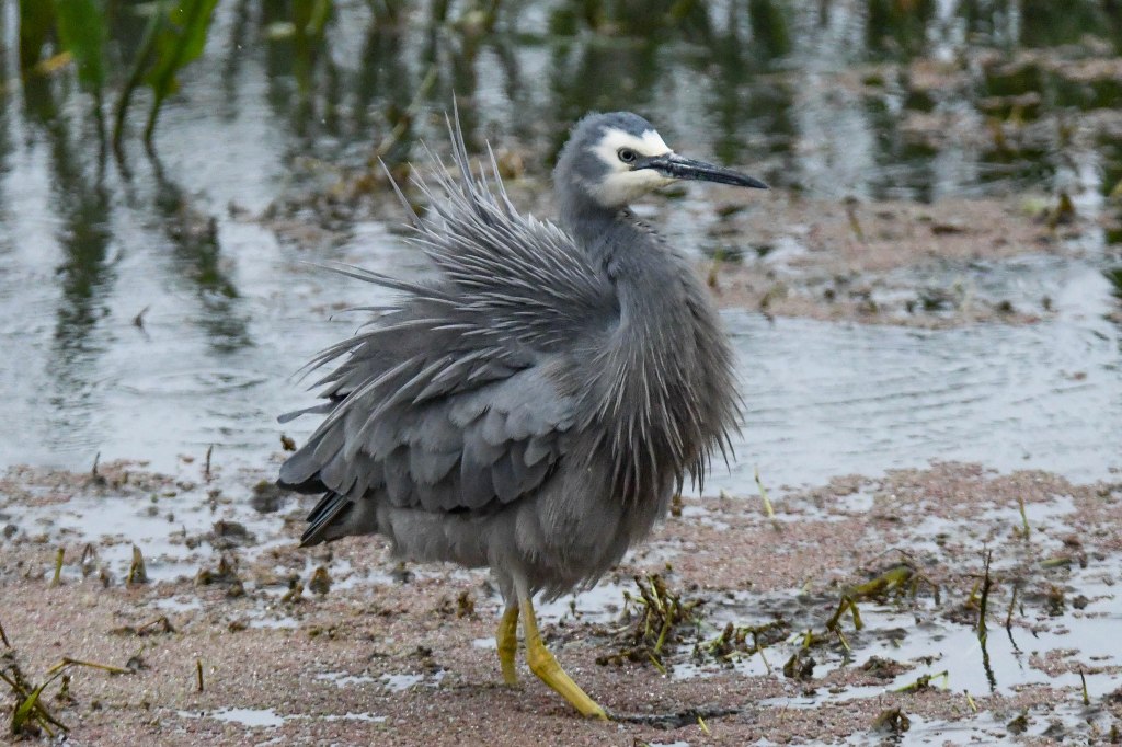 White-faced Heron