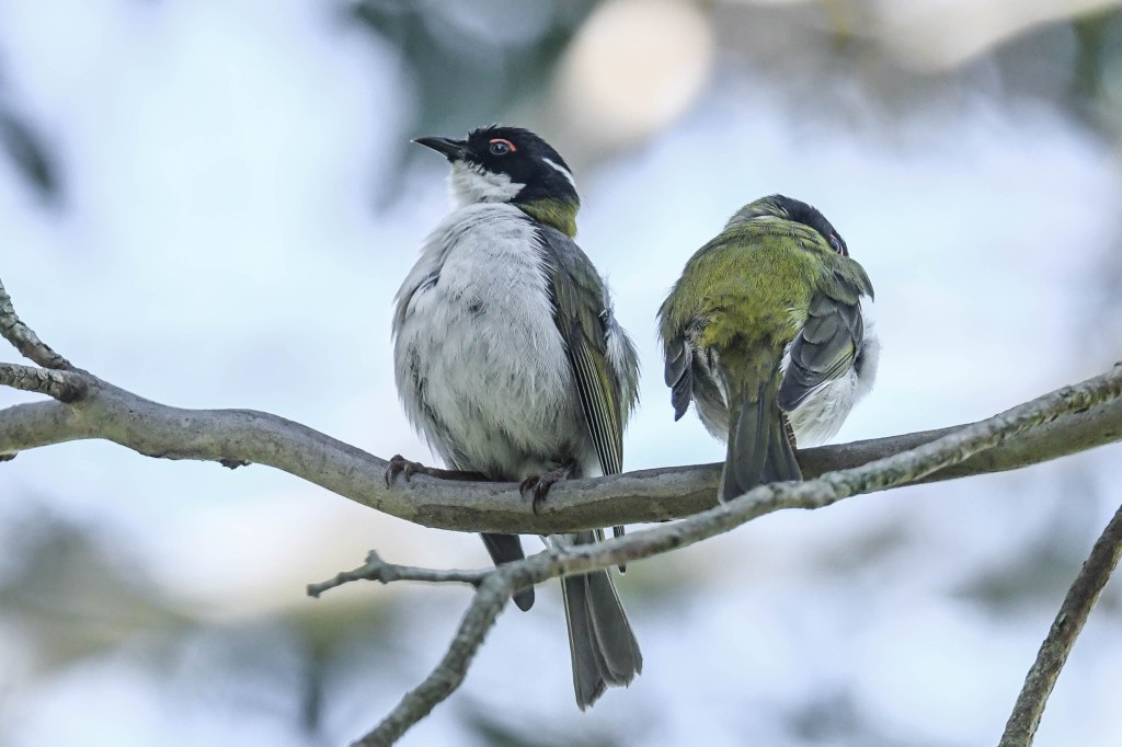 White-naped Honeyeater