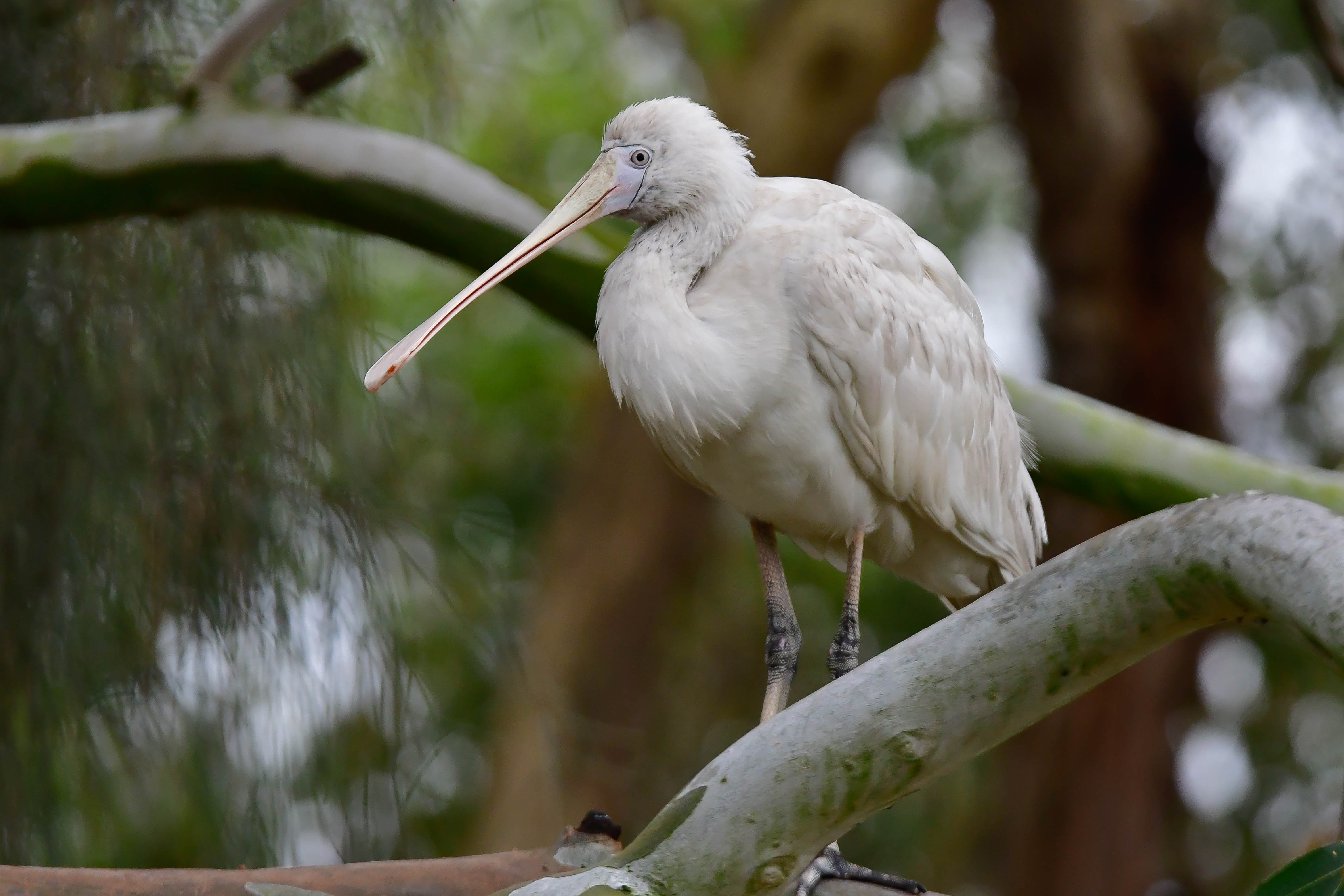 Yellow-billed Spoonbill