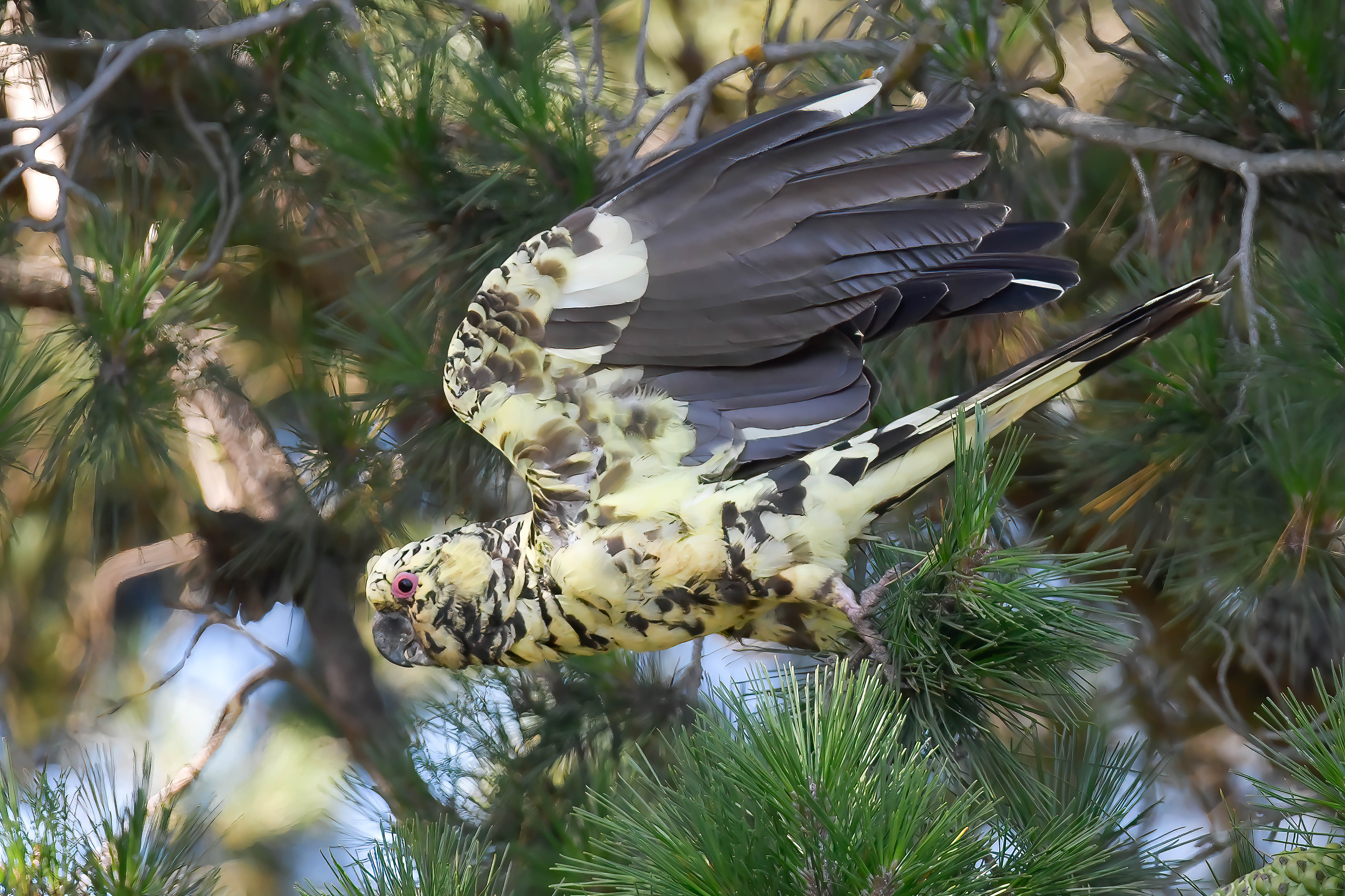 Yellow-tailed Black Cockatoo - pied mutation (4)