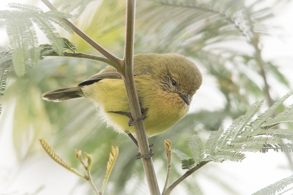 Yellow Thornbill